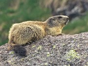 83 Marmotta in comoda sentinella su grosso masso